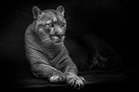 Calmly lies stretching its paws forward, a beautiful gentle beast, a huge cat, puma,, black backgrou by Michael Semenov thumbnail
