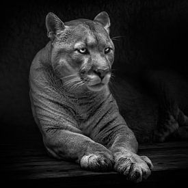 Calmly lies stretching its paws forward, a beautiful gentle beast, a huge cat, puma,, black backgrou by Michael Semenov