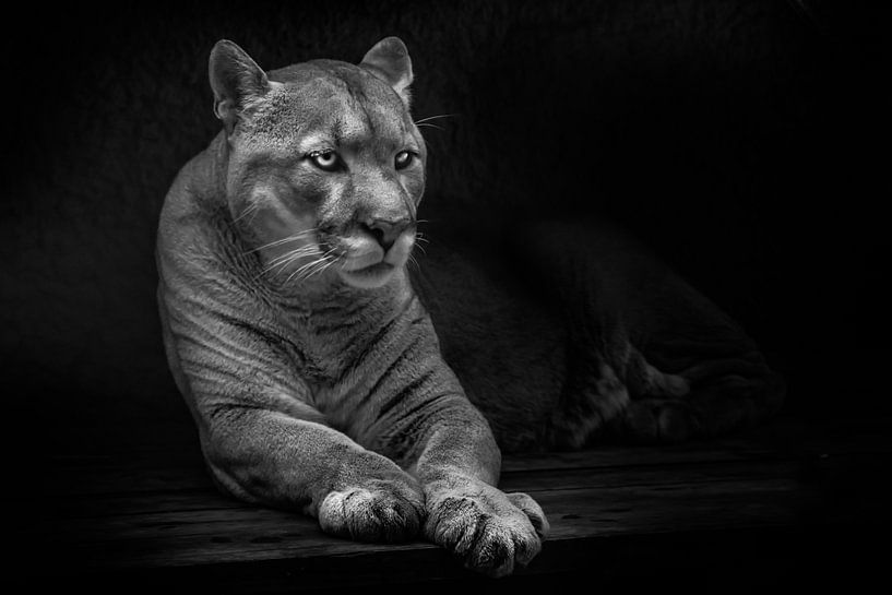 Calmly lies stretching its paws forward, a beautiful gentle beast, a huge cat, puma,, black backgrou by Michael Semenov