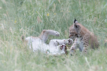 Deux bébés lynx qui jouent