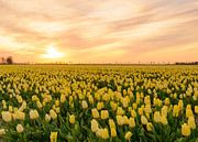 Gele tulpen tijdens zonsondergang van Sjoerd van der Wal thumbnail