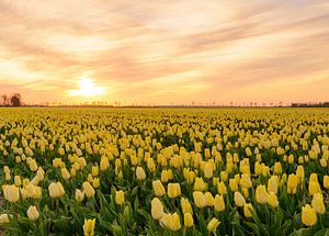 Gelbe Tulpen von Sjoerd van der Wal Fotografie