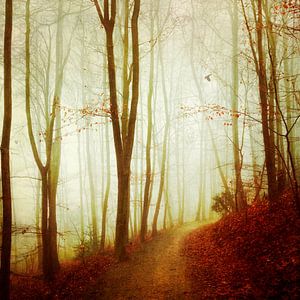 Herbstwald im Nebel von Dirk Wüstenhagen