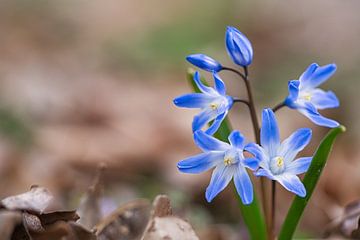 blaue Blüten des Blausterns. Frühblüher von Martin Köbsch