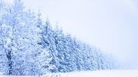 Winterwonderland van Annemieke Linders thumbnail