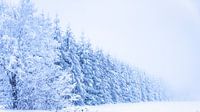 Winterwonderland
