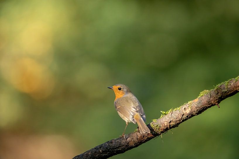 Robin sur une branche 2 par Tanja van Beuningen