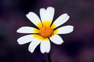 Une fleur sauvage sur le bord de la route