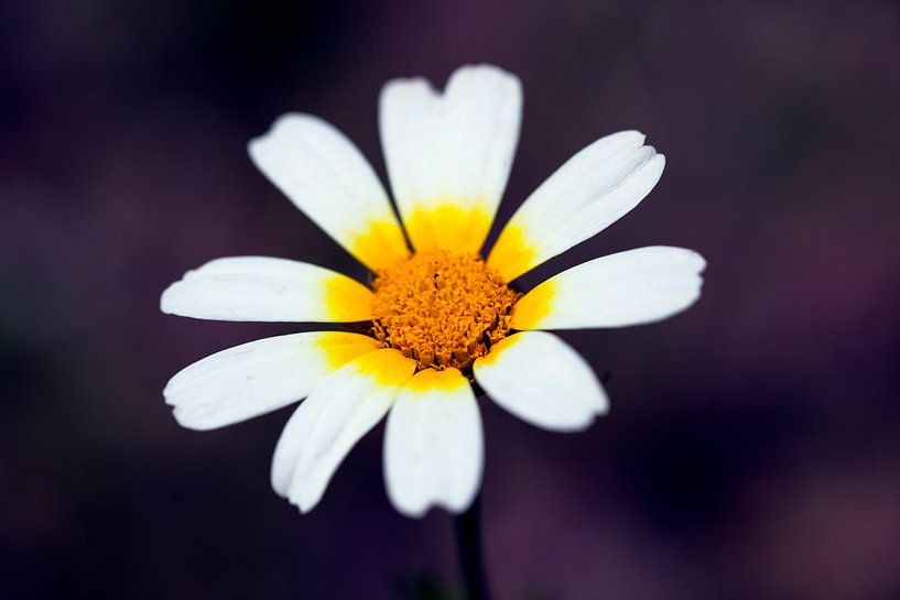 Une fleur sauvage sur le bord de la route par Angelika Stern