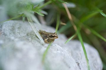 Close-up of brown frog on rocks by Bart van Wijk Grobben