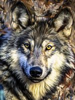 Wolf Staring