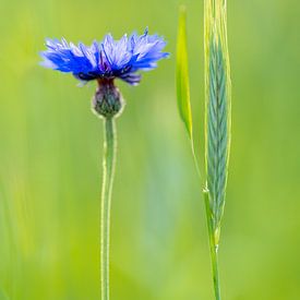 Korenbloem met rogge by Vincent Tollenaar