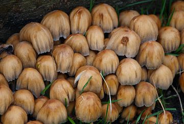 Paddestoelen op een hoop van Rinke Velds