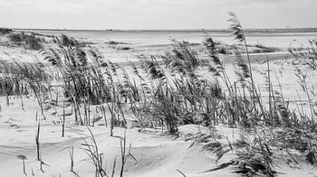 Duinen wereld