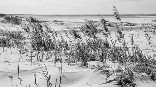 Duinen wereld