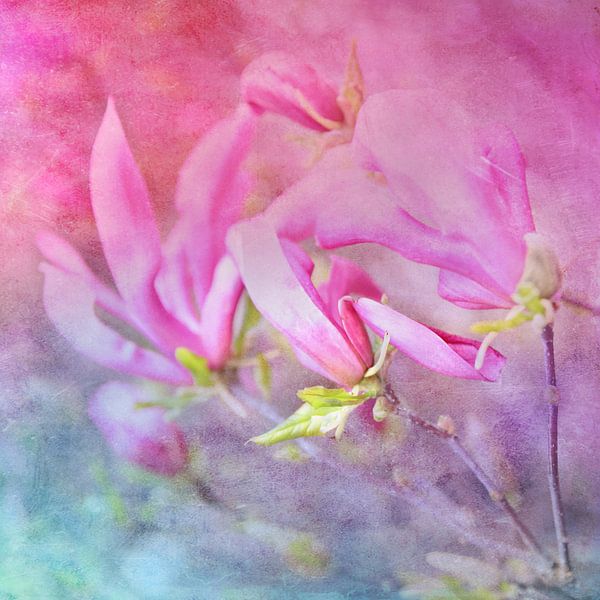 Magnolienstillleben van Heike Hultsch
