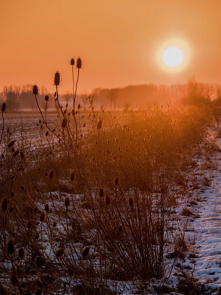 Winterse zonsopgang in de velden van Zeeland, Nederland van Cynthia Bil