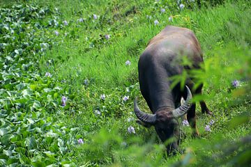 Le buffle d'eau au pâturage. sur Floyd Angenent