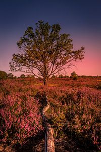 Sunset on the heather van Wim van D