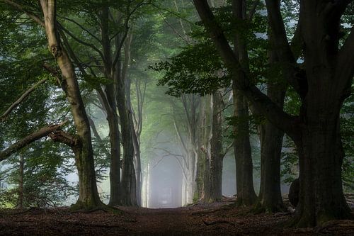 Beech Avenue by Jeroen Lagerwerf