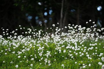 L'herbe à coton en été sur chamois huntress