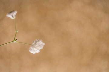 zonnig gipskruid, sunny gypsum herb van Corrine Ponsen