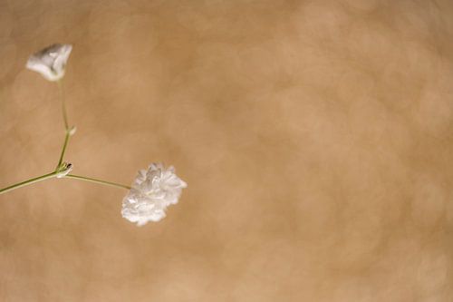 zonnig gipskruid, sunny gypsum herb