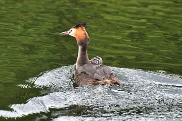Podiceps cristatus (grèbe huppé)