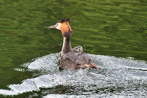 Podiceps cristatus (grèbe huppé)