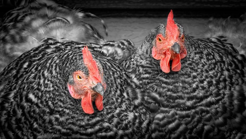 Réunion par Jan van der Knaap