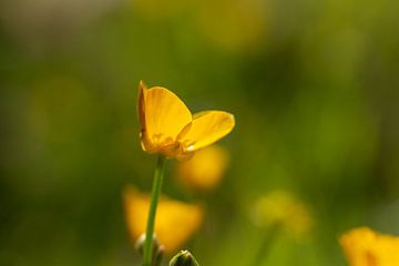 Gele bloem van Anne Voets