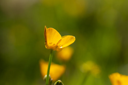 Fleur jaune