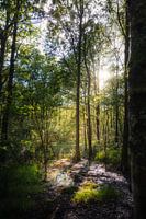 Zon door de bomen