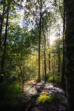 Zon door de bomen