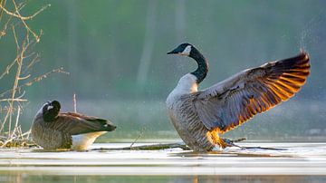 Canada goose impresses by Sam Mannaerts