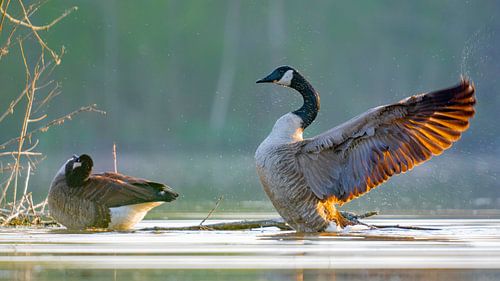 La bernache du Canada impressionne