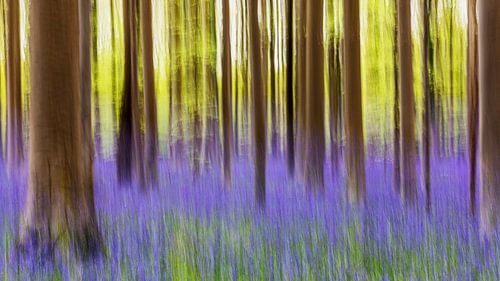 The purple forest