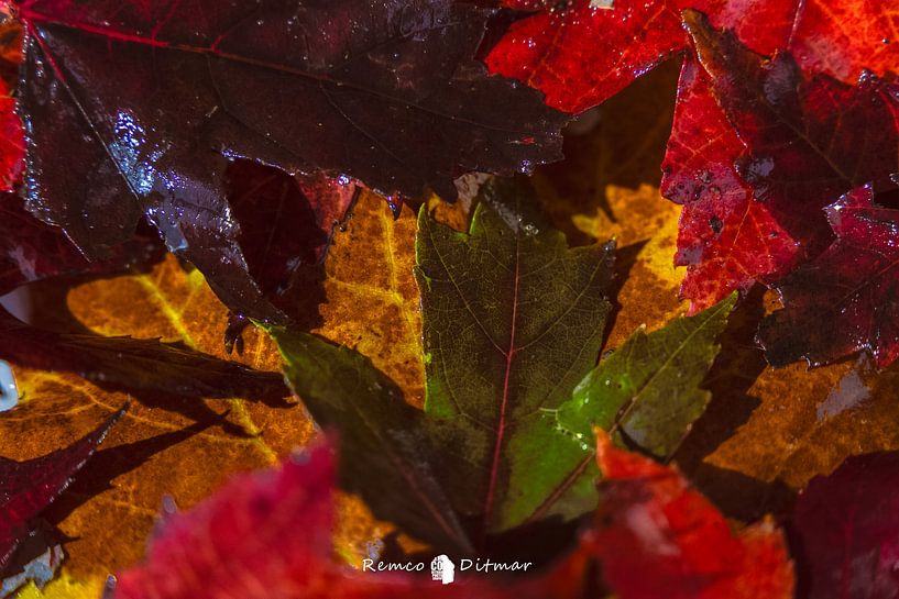 3 tinten herfst van Remco Ditmar
