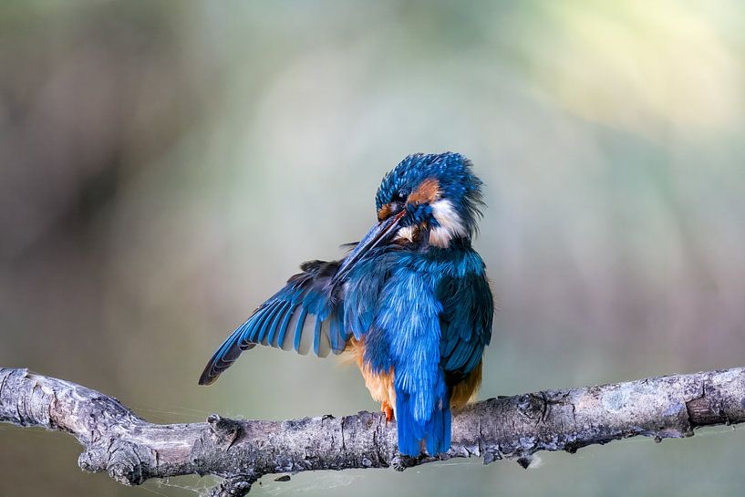 IJsvogel 2 van Liliane Jaspers