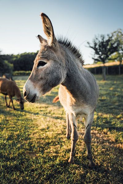 Donkey by Auke Hamers