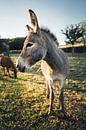 Donkey by Auke Hamers thumbnail