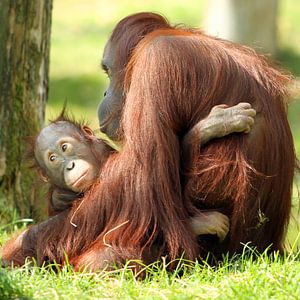Orang-utan mam with baby sur san image
