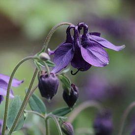 flower power by Yvonne Blokland