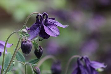 le pouvoir des fleurs sur Yvonne Blokland