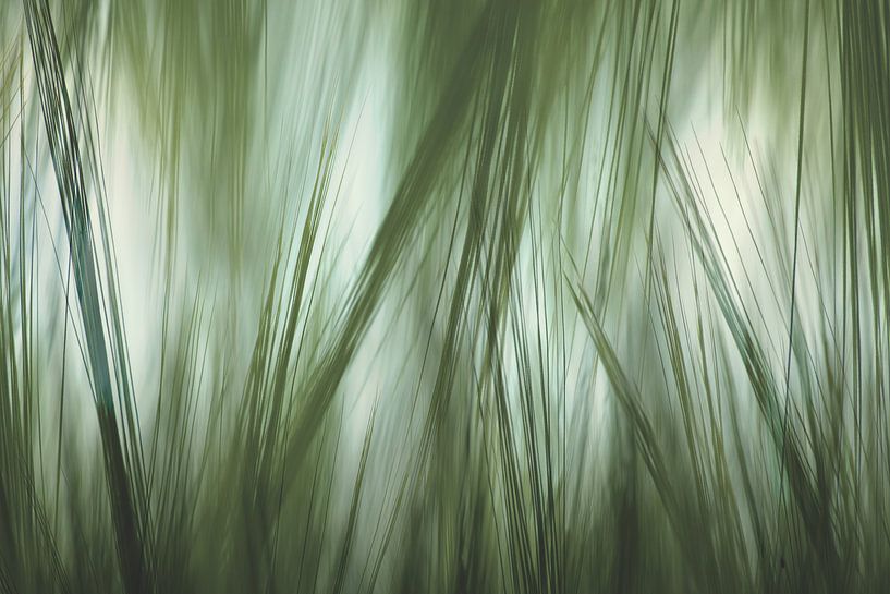 abstract grass by Arjen Roos
