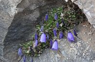 unter einem Baldachin, Blumen auf einem Felsen in Österreich von de buurtfotograaf Leontien Miniaturansicht