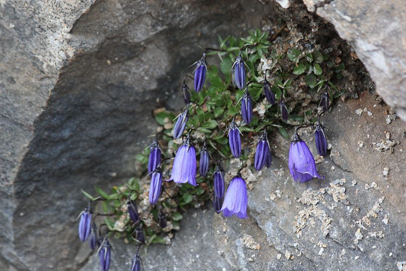 unter einem Baldachin, Blumen auf einem Felsen in Österreich von de buurtfotograaf Leontien