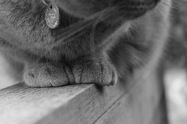 Cute paws by Jefra Creations