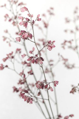 Delicate, filigraan roze bloemen op takken tegen een witte achtergrond en - Afbeelding 2