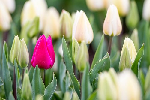 Tulips on the field